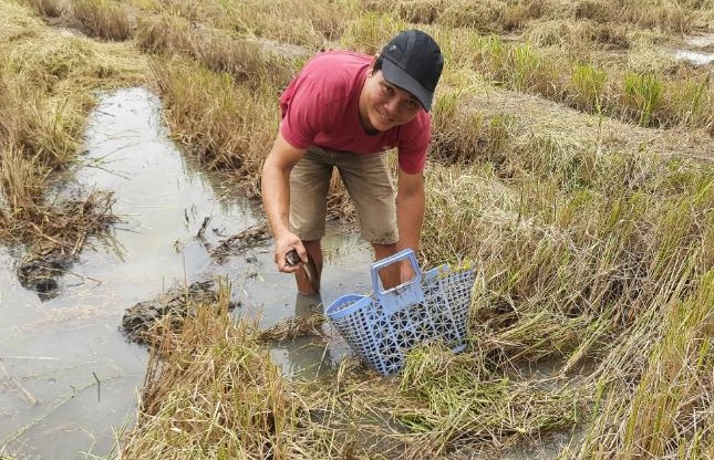 Thêm một con cá lóc bị "tóm". Ảnh: THANH NGHĨA Thêm một con cá lóc bị "tóm". Ảnh: THANH NGHĨA
