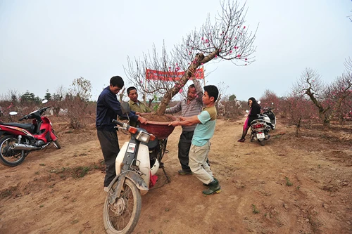 Đào Nhật Tân bung nở trước tết ảnh 7 JOS-6794-ok-resize-9536-1389149448.jpg