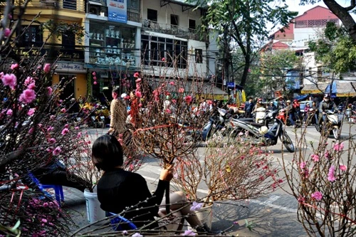 Hoa đào 'đổ bộ' xuống phố đón chào Tết ảnh 4 Hoa đào 'đổ bộ' xuống phố đón chào Tết
