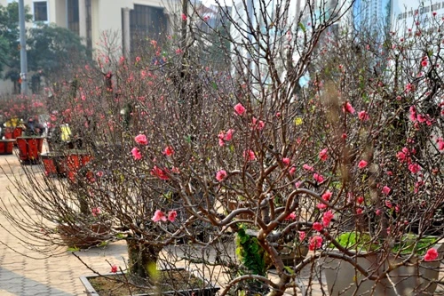 Hoa đào 'đổ bộ' xuống phố đón chào Tết ảnh 6 Hoa đào 'đổ bộ' xuống phố đón chào Tết