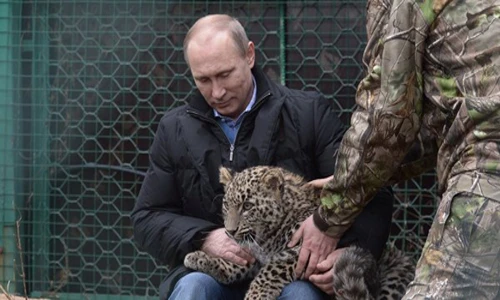 Tổng thống Putin vuốt ve báo con Grom. Ảnh: RIA Novosti putin-9036-1391570480.jpg