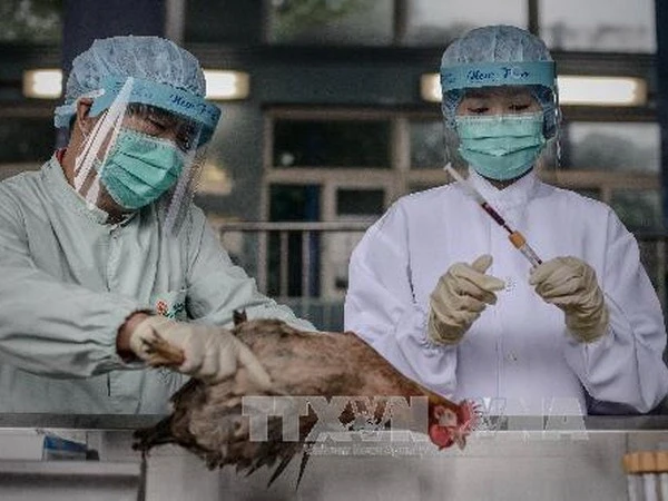 WHO khuyến cáo phòng chống dịch cúm A/H7N9 ảnh 1