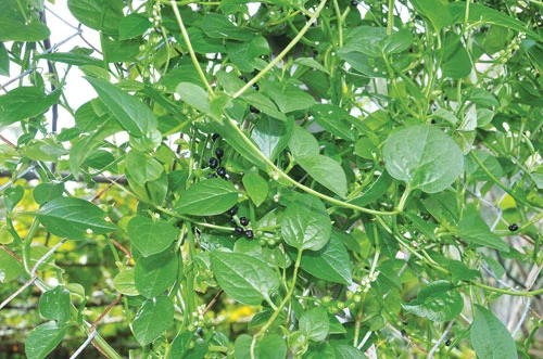 Ăn uống chống nắng nóng ảnh 1 Ăn chống nóng 1