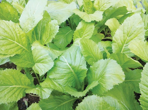Ăn uống chống nắng nóng ảnh 4 Ăn chống nóng 4
