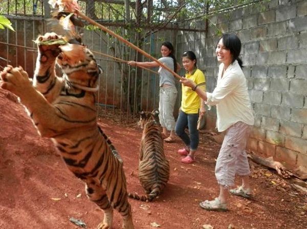 Mặt trái đáng thương của ngôi đền hổ nổi tiếng ảnh 3
