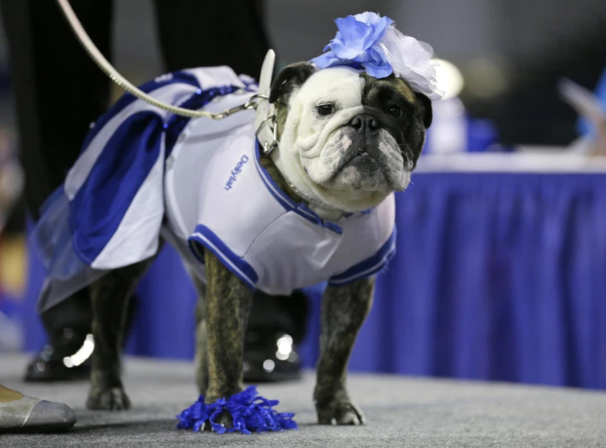 Ngộ nghĩnh những chú chó thi “hoa hậu bulldog” ảnh 11 Ngộ nghĩnh những chú chó thi “hoa hậu bulldog” ảnh 11