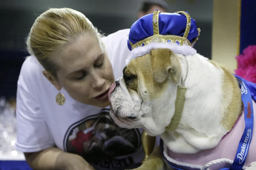 Ngộ nghĩnh những chú chó thi “hoa hậu bulldog” ảnh 12 Ngộ nghĩnh những chú chó thi “hoa hậu bulldog” ảnh 12