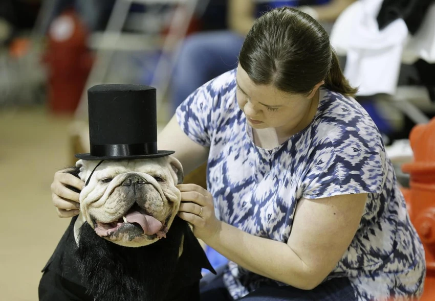 Ngộ nghĩnh những chú chó thi “hoa hậu bulldog” ảnh 10 Ngộ nghĩnh những chú chó thi “hoa hậu bulldog” ảnh 10