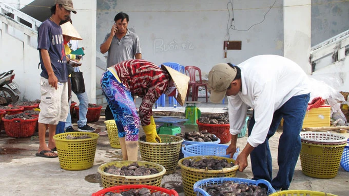 Cày nát đáy biển săn banh lông ảnh 1 Cày nát đáy biển săn banh lông ảnh 1