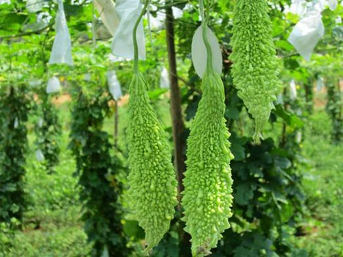 Tác dụng phụ của khổ qua ảnh 1 Tác dụng phụ của khổ qua ảnh 1