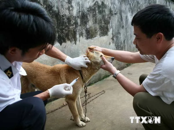 Hà Nội: Xuất hiện 2 trường hợp tử vong do bị chó dại cắn ảnh 1