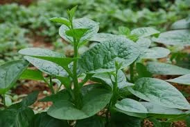 Bài thuốc hiệu quả từ rau mồng tơi chữa 9 bệnh hay gặp ảnh 1 Bài thuốc hiệu quả từ rau mồng tơi chữa 9 bệnh hay gặp ảnh 1