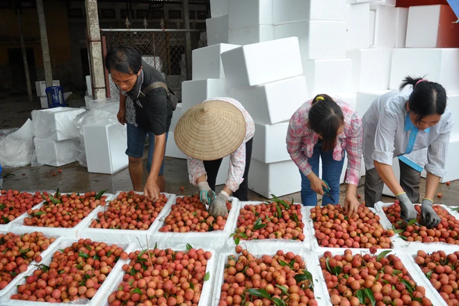 Lục Ngạn tắc đường vì vải ảnh 7