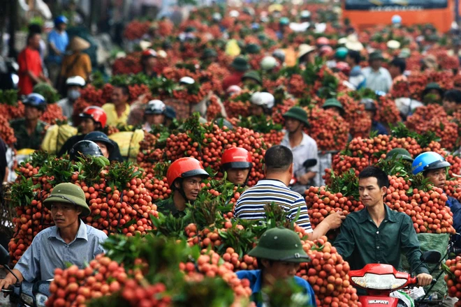Lục Ngạn tắc đường vì vải ảnh 3