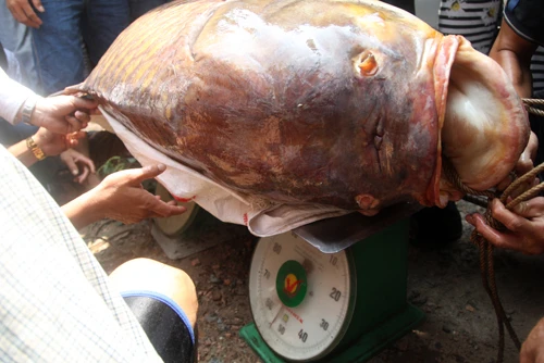 Người Sài Gòn bắt cá hô khổng lồ bán gần 200 triệu đồng ảnh 5 Trọng lượng con cá được xác định 128 kg. Anh Dũng bán được giá 192 triệu đồng.