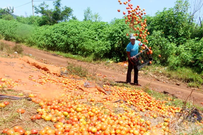 Lại bấm bụng đổ bỏ cà chua ảnh 1 Lại bấm bụng đổ bỏ cà chua ảnh 1