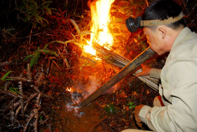 Anh Toàn thổi khói vào tổ làm tê liệt ong mẹ để lấy tổ - Ảnh: T.B.D. Anh Toàn thổi khói vào tổ làm tê liệt ong mẹ để lấy tổ - Ảnh: T.B.D.