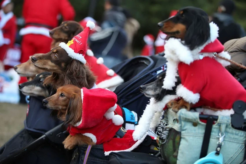 Độc đáo cuộc thi chạy của các ông già Noel khắp thế giới ảnh 6 Độc đáo cuộc thi chạy của các ông già Noel khắp thế giới ảnh 6