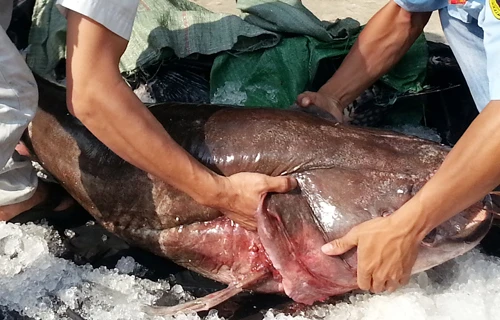 Cá leo khổng lồ từ miền Tây về Sài Gòn ảnh 1 Cá leo nặng 65 kg được đưa về TP HCM tiêu thụ. Ảnh: A.N