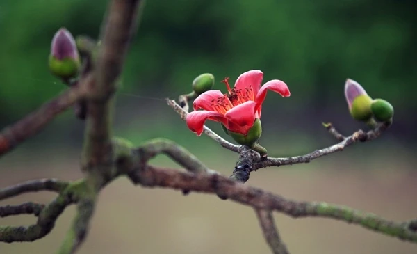 Miên man hoa gạo tháng 3 ảnh 15