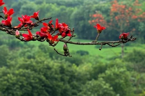 Miên man hoa gạo tháng 3 ảnh 4