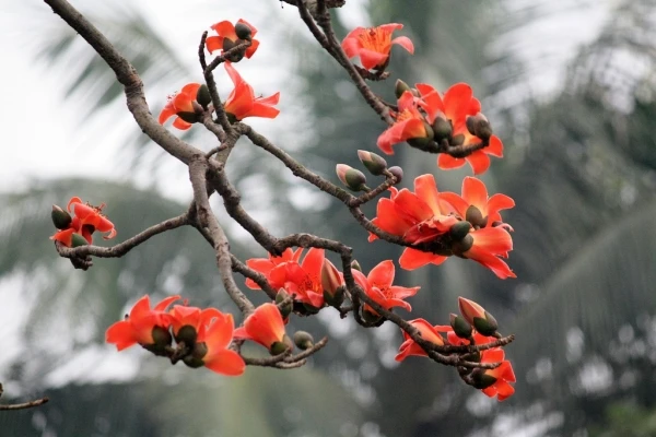 Miên man hoa gạo tháng 3 ảnh 16