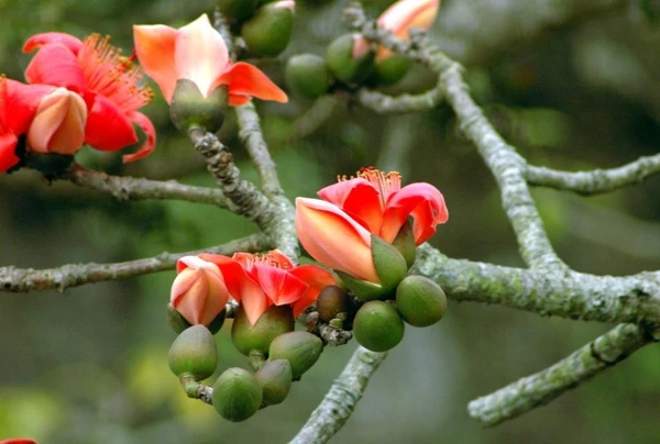 Miên man hoa gạo tháng 3 ảnh 25