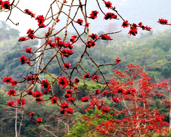 Miên man hoa gạo tháng 3 ảnh 5