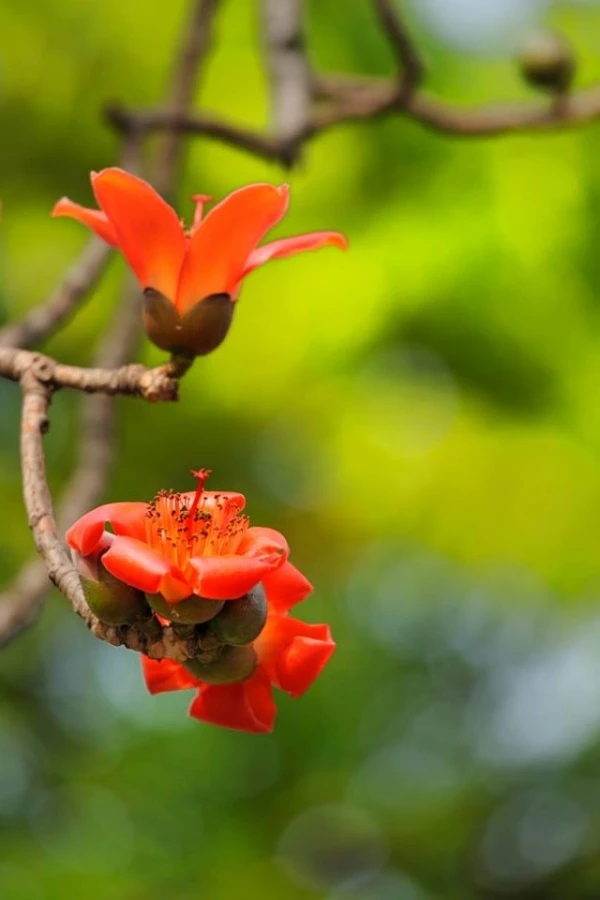 Miên man hoa gạo tháng 3 ảnh 24
