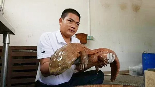 Bắt được loài kỳ nhông khổng lồ không thay đổi qua 170 triệu năm ảnh 2 Bắt được loài kỳ nhông khổng lồ không thay đổi qua 170 triệu năm ảnh 2