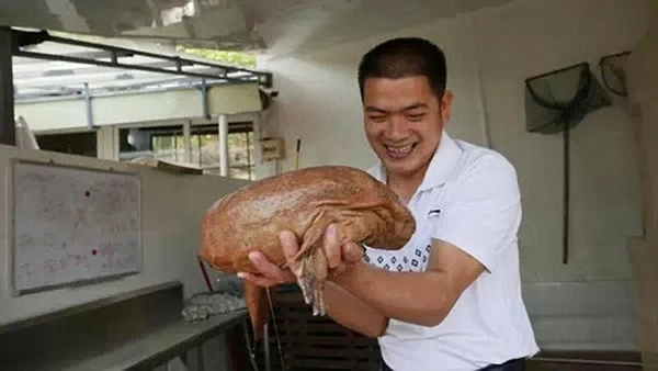 Bắt được loài kỳ nhông khổng lồ không thay đổi qua 170 triệu năm ảnh 3 Bắt được loài kỳ nhông khổng lồ không thay đổi qua 170 triệu năm ảnh 3