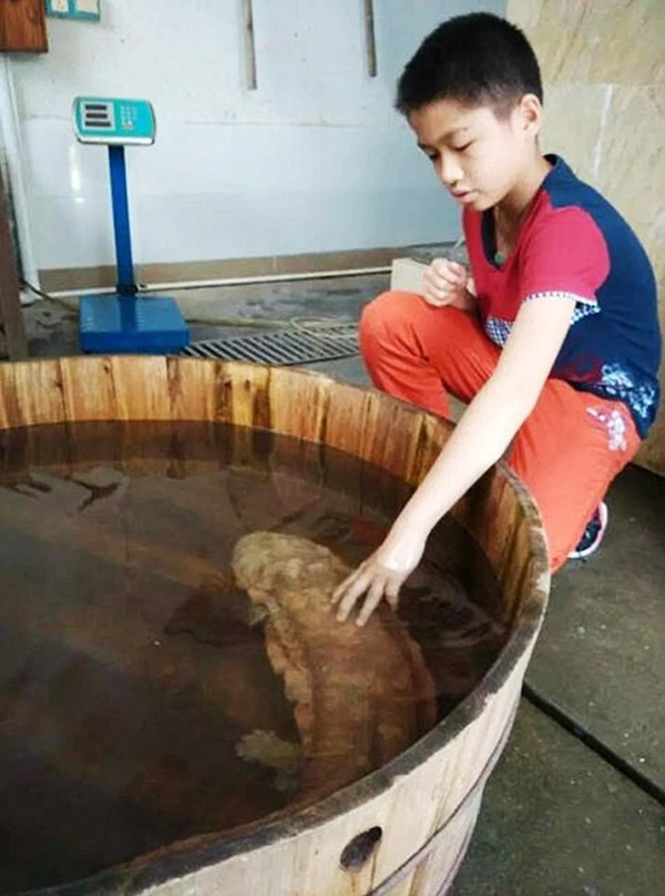 Bắt được loài kỳ nhông khổng lồ không thay đổi qua 170 triệu năm ảnh 5
