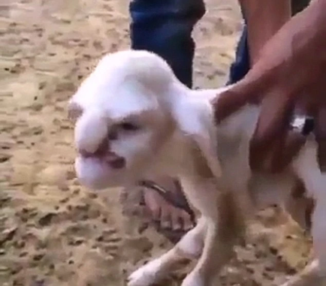 Chú cừu có mặt giống ông già nổi giận ảnh 1 Chú cừu có mặt giống ông già nổi giận ảnh 1