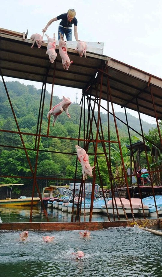 Quái chiêu cho heo “bay” để hút du khách ảnh 1