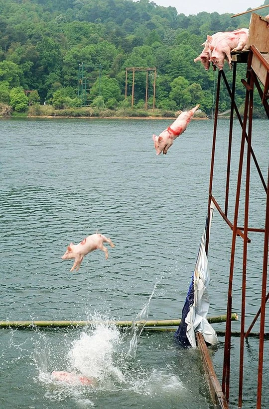 Quái chiêu cho heo “bay” để hút du khách ảnh 2