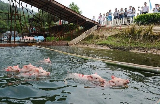 Quái chiêu cho heo “bay” để hút du khách ảnh 3