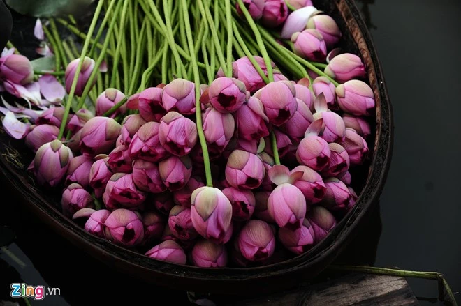 Hà Nội rực rỡ mùa hoa sen