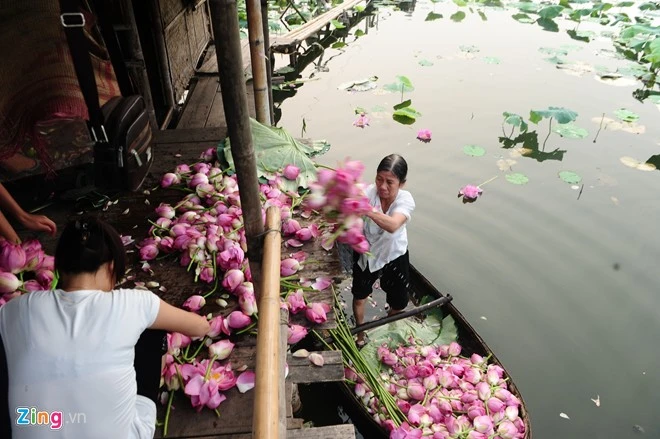 Với nhiều người dân trồng sen ở hồ Tây, loài hoa này như một phần trong cuộc đời họ. Sen thu về, bóc bỏ cánh, cắt luôn phần cuống, chỉ giữ lại từ phần đài sen trở lên. Hà Nội rực rỡ mùa hoa sen