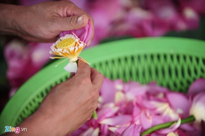 Sau đó, khéo léo dùng tay bứt nhụy hoa để lấy gạo sen. Tiếp theo, dùng sàng tách bỏ phần râu để lấy gạo sen. Hà Nội rực rỡ mùa hoa sen