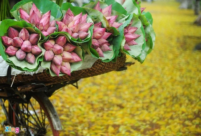 Một chiếc xe chở sen dựng trên thảm lá vàng rơi ở vỉa hè Hà Nội. Hà Nội rực rỡ mùa hoa sen