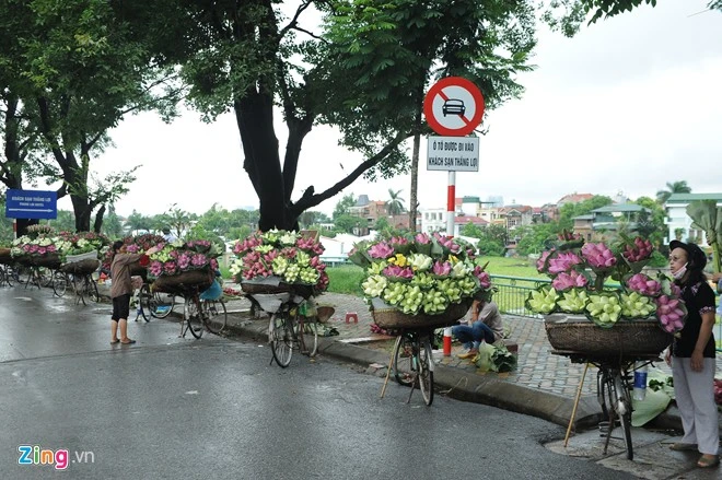 Các gánh hàng sen bắt đầu xuất hiện tràn ngập tại đường Yên Phụ. Hoa của họ được nhập từ nhiều nguồn khác nhau. Hà Nội rực rỡ mùa hoa sen