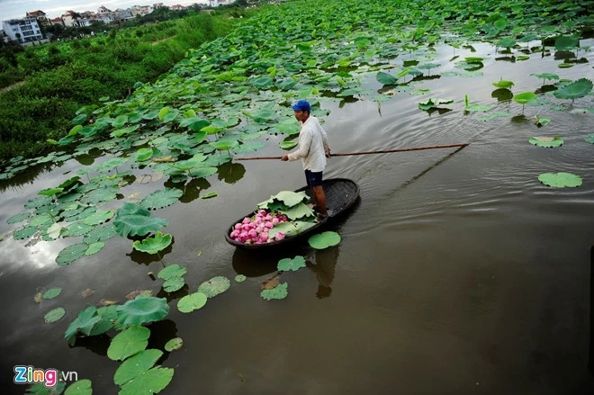 Sen trên các đầm nổi tiếng Hà Nội đã nở. Thời điểm này, người trồng tất bật đi thuyền ra hái. Hà Nội rực rỡ mùa hoa sen