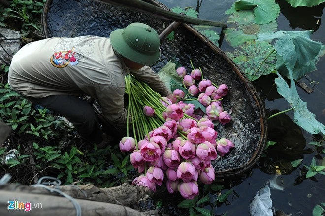 Hàng năm sen hồ Tây thường nở vào tháng 5. Khi đi qua đầm, mùi hương thơm tỏa ra ngào ngạt làm cho lòng người khá phấn chấn. Hà Nội rực rỡ mùa hoa sen