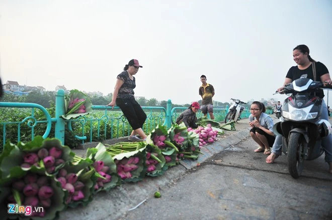 Nhiều chủ đầm hái và bày sẵn lên bờ, khách hàng sớm tìm đến mua. Hà Nội rực rỡ mùa hoa sen