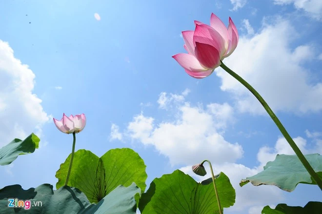 Chủ đầm cho biết, sen tại hồ Tây chưa có nhiều nên thường dùng để ướp trà. Thời điểm này giá bán tại đầm khá cao, từ 80.000 đồng - 100.000 đồng/chục. Hà Nội rực rỡ mùa hoa sen