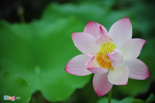 "Sen hồ Tây thông thường chỉ bán tại đầm. Sen tại các chợ Quảng Bá và rao bán trên phố không phải có nguồn gốc từ hồ Tây. Thường là sen quỳ ở ven ngoại thành Hà Nội và các tỉnh gần như Bắc Ninh..", chủ đầm tiết lộ. Hà Nội rực rỡ mùa hoa sen