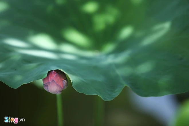 Sen tưng bừng và nở rộ vào thời điểm này. Có những bông xòe cánh rộng, có bông lại chúm chím lấp dưới tán lá xanh non. Hà Nội rực rỡ mùa hoa sen