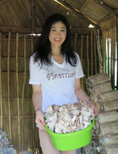 Cựu thủ tướng Yingluck trồng nấm khi xa rời chính trường ảnh 3 Cựu thủ tướng Yingluck trồng nấm khi xa rời chính trường ảnh 3