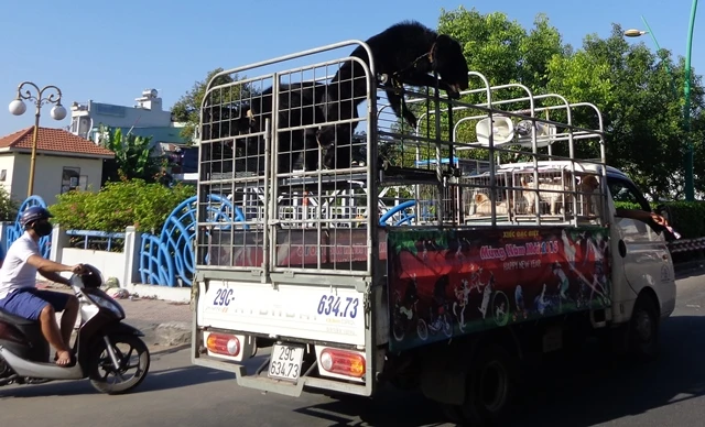 Bêu 'ông gấu' trên đường để quảng cáo gánh xiếc ảnh 2