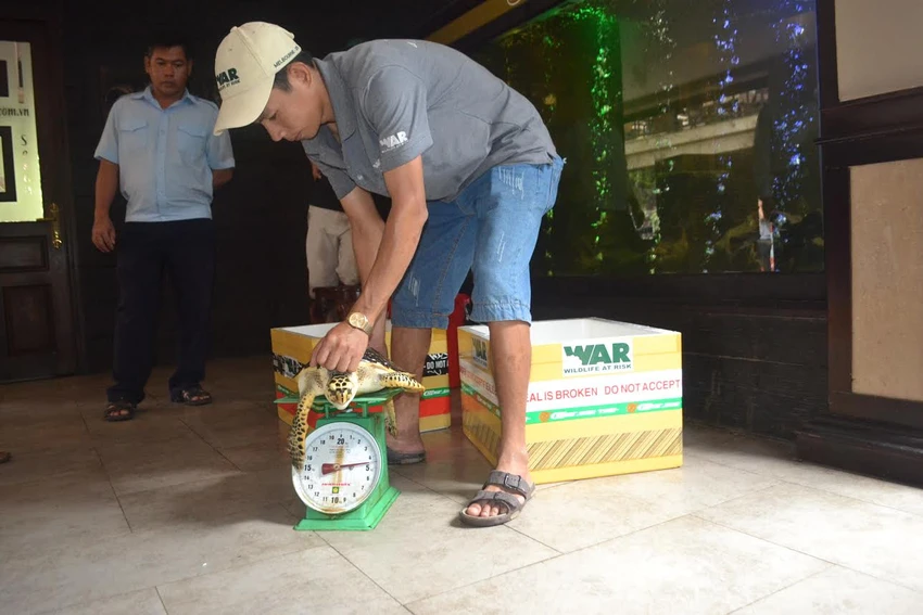 Giải cứu 2 con rùa biển quý hiếm trong quán nhậu ảnh 1